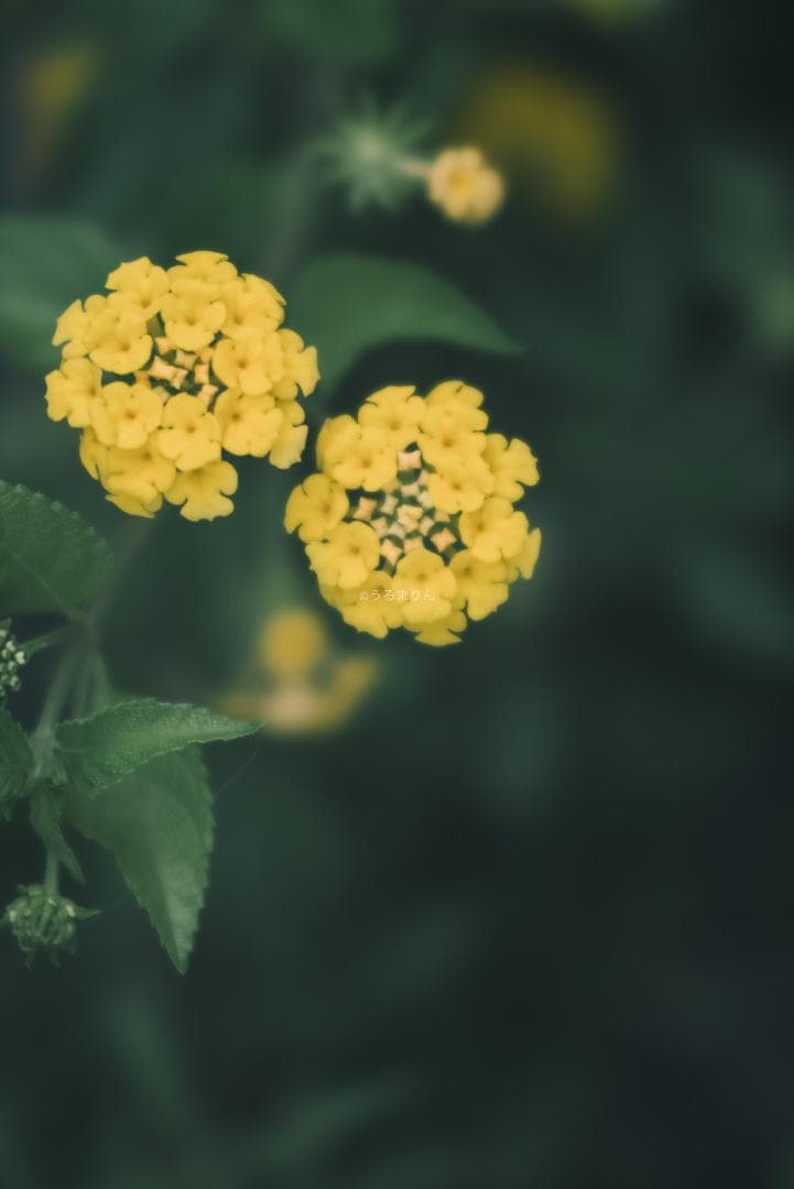 棚卸SALE！Leica Elmar 135mm F4.5 オールドレンズ