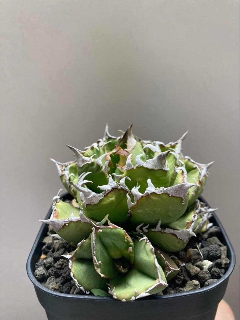 メル64168さま専用！！ アガベ　チタノタ　キング　皇冠　コレクション株　親株