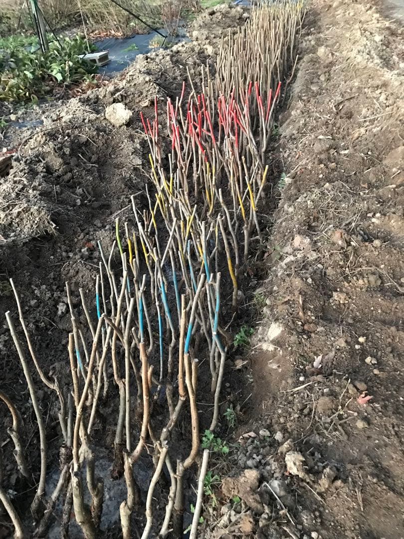 ピーカンナッツ　接木苗　地堀苗　マハン