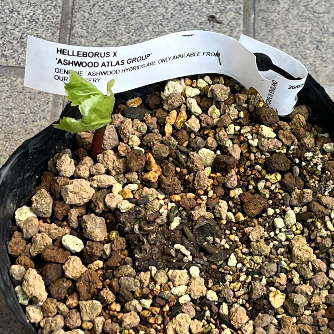 しえろ ポット発送メルカリ便 442 Ashwood 【ATLAS】