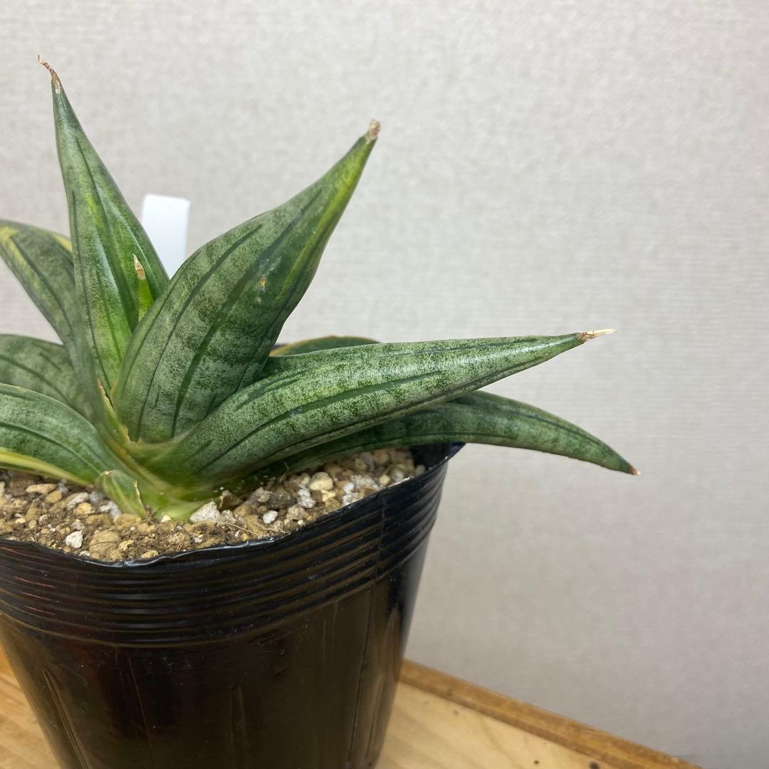 サンスベリア　ブラックパール　斑入 S. Black Pearl Var