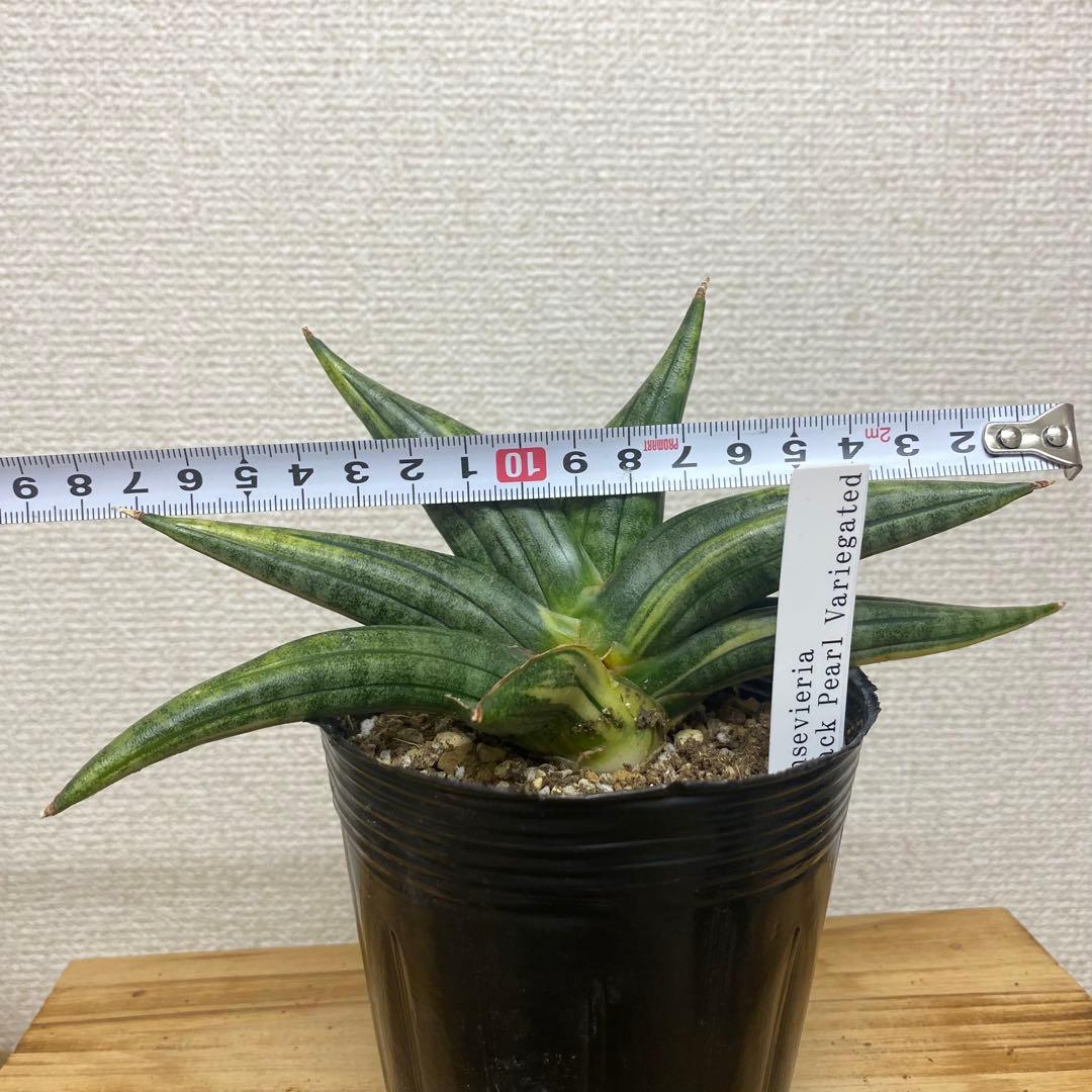 サンスベリア　ブラックパール　斑入 S. Black Pearl Var