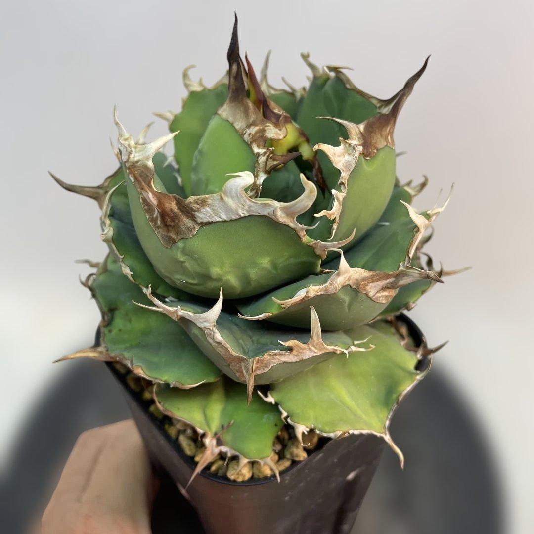 アガベ チタノタ　ブラックドラゴン　Black Dragon