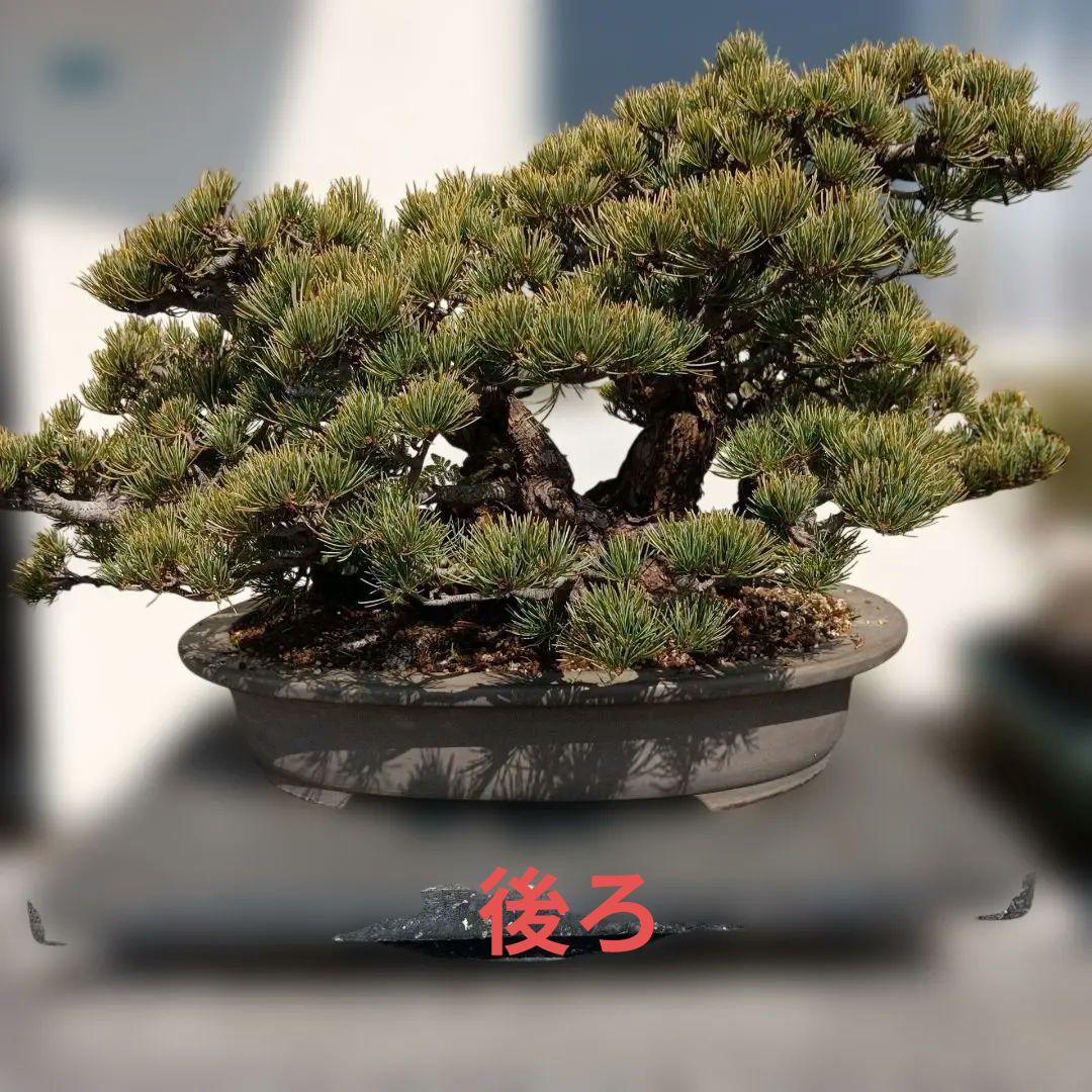 大型 松 盆栽 グレー鉢　五葉松盆栽100年物　2代引き続き、昨年植え替え