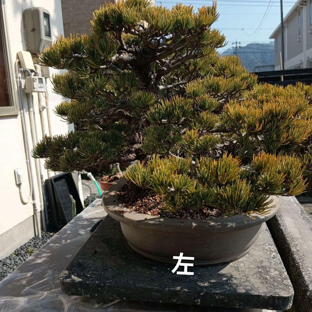大型 松 盆栽 グレー鉢　五葉松盆栽100年物　2代引き続き、昨年植え替え