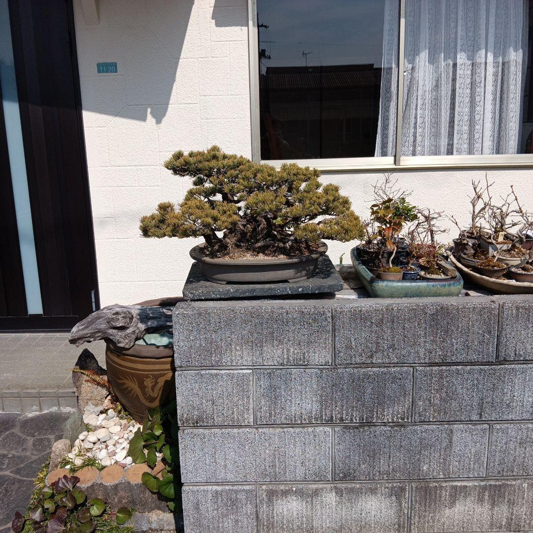 大型 松 盆栽 グレー鉢　五葉松盆栽100年物　2代引き続き、昨年植え替え