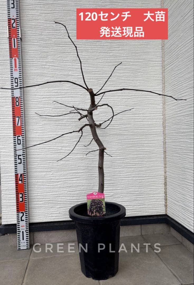 超希少✨アメリカハナズオウ 【ルビーフォールズ】大苗　鉢付き　現品発送