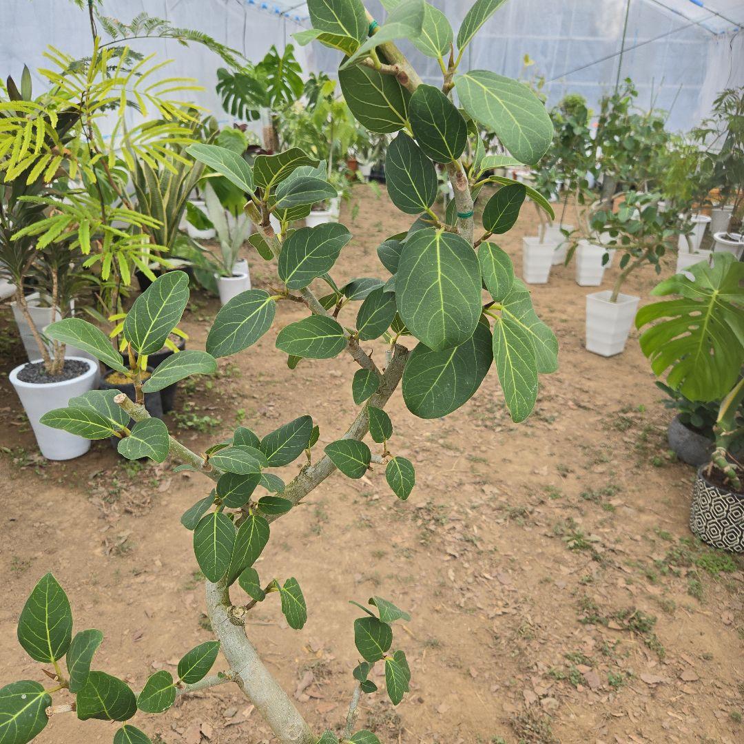 ④　フィカス　ベンガレンシ　8号曲がり仕立て「螺旋」特大苗木最高等級極上品‼️