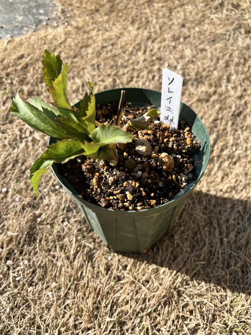 クリスマスローズ　認定ソレイユ　dd