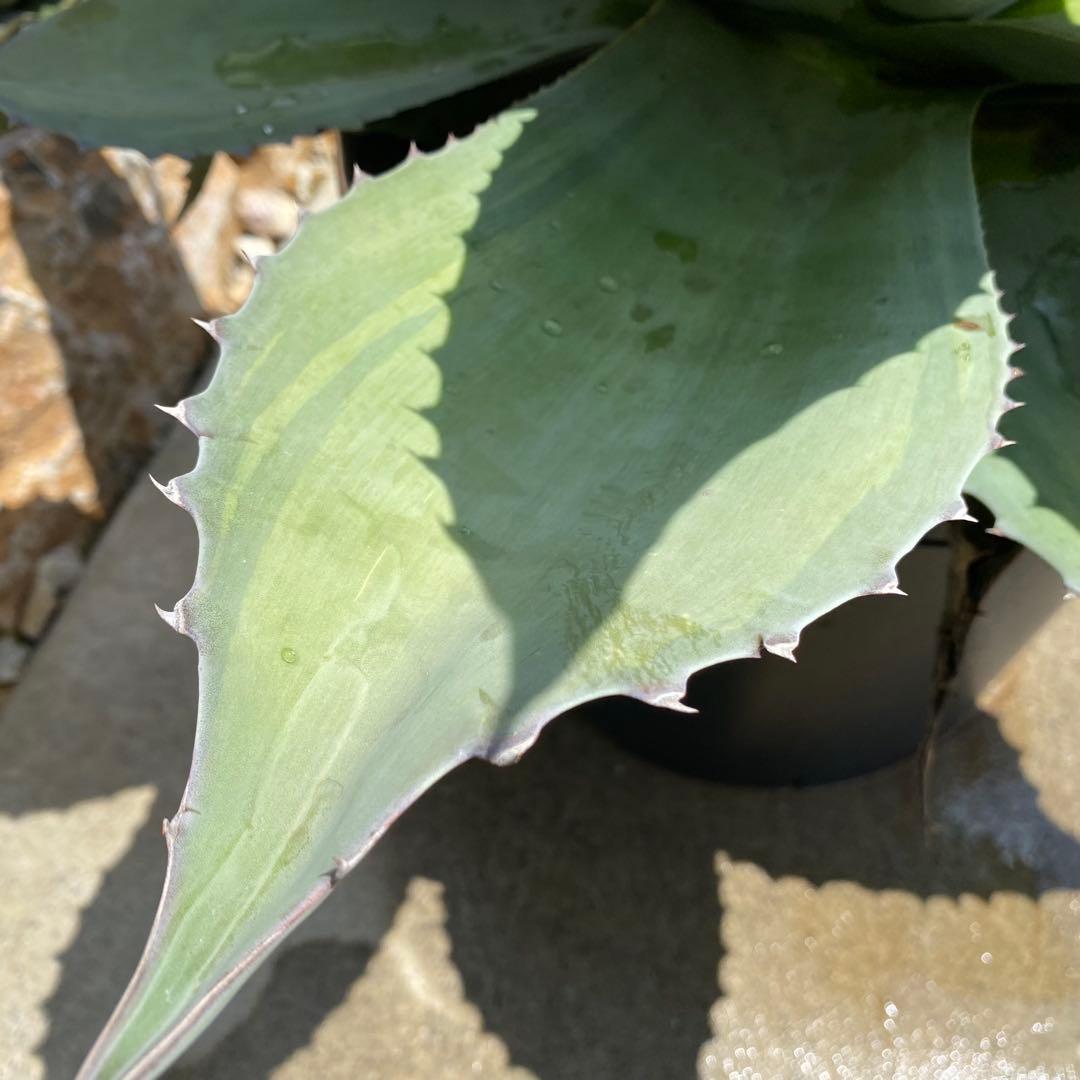 アガベ オバティフォリアバンジー 斑入り