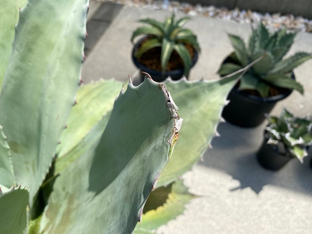 アガベ オバティフォリアバンジー 斑入り