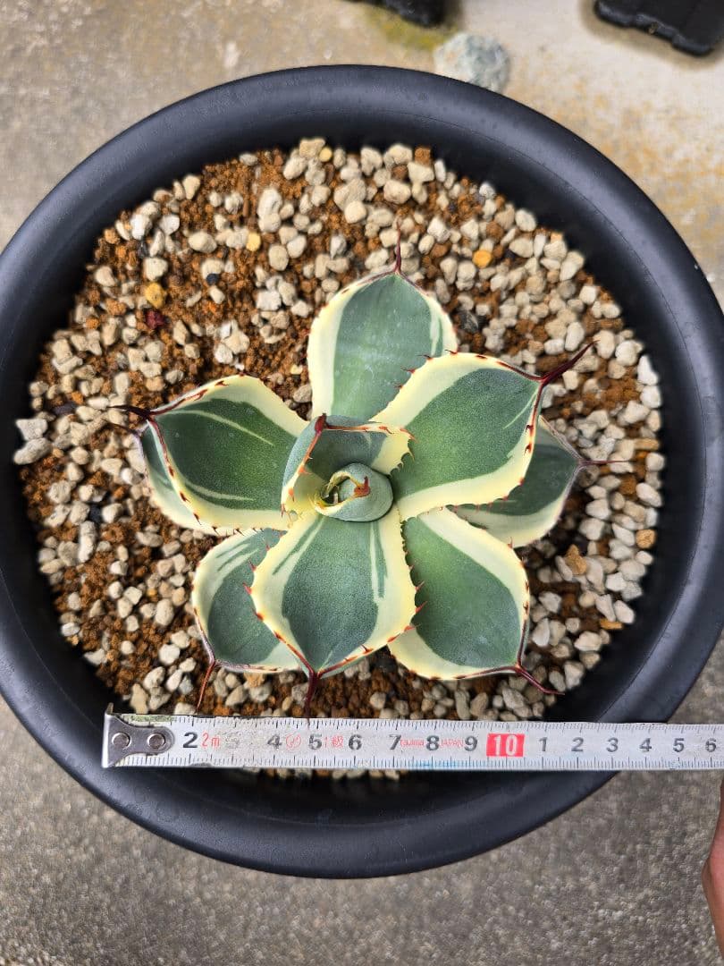 アガベ　オリザバ