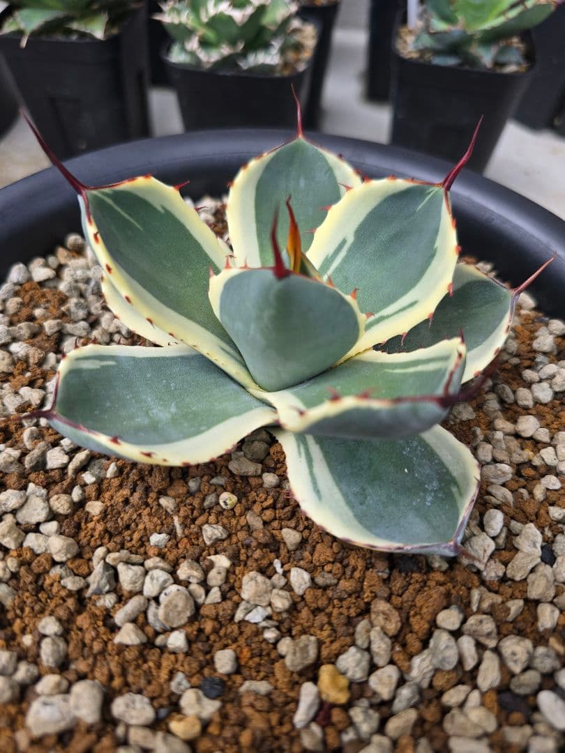 アガベ　オリザバ