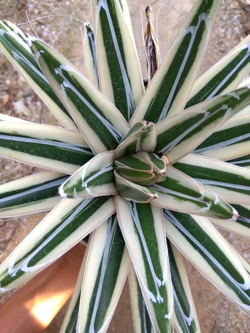 アガベ　氷山　超大株28センチ❗　③