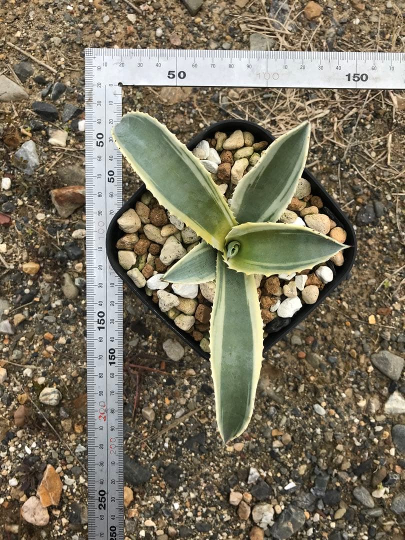 アガベ サルミアナ リップルエフェクト