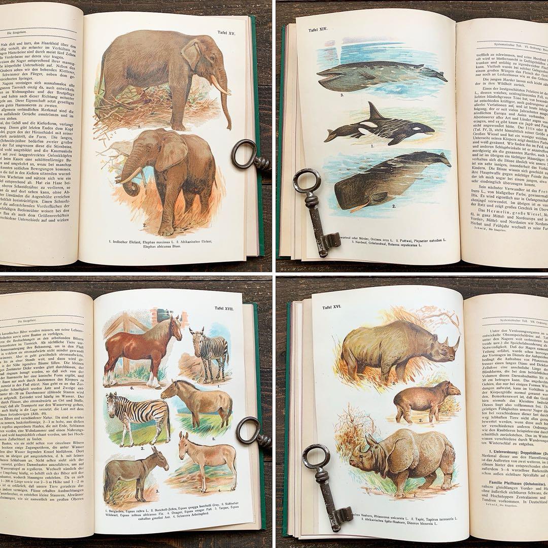 [雰囲気の動物達の絵]ドイツの古い哺乳類図鑑(1922年)/動物図鑑 雰囲気◎/