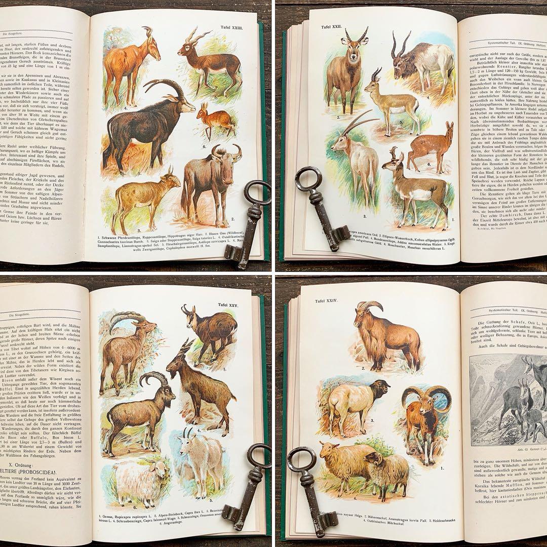 [雰囲気の動物達の絵]ドイツの古い哺乳類図鑑(1922年)/動物図鑑 雰囲気◎/