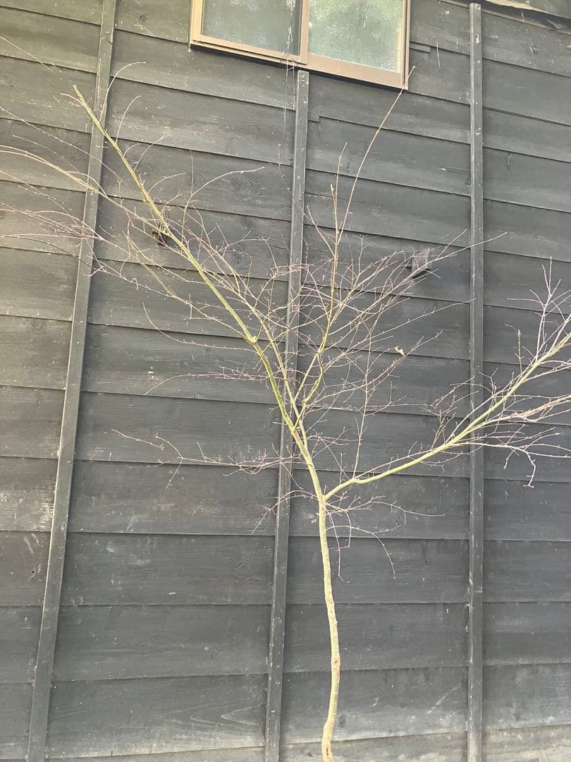 41 山採り　イロハモミジ