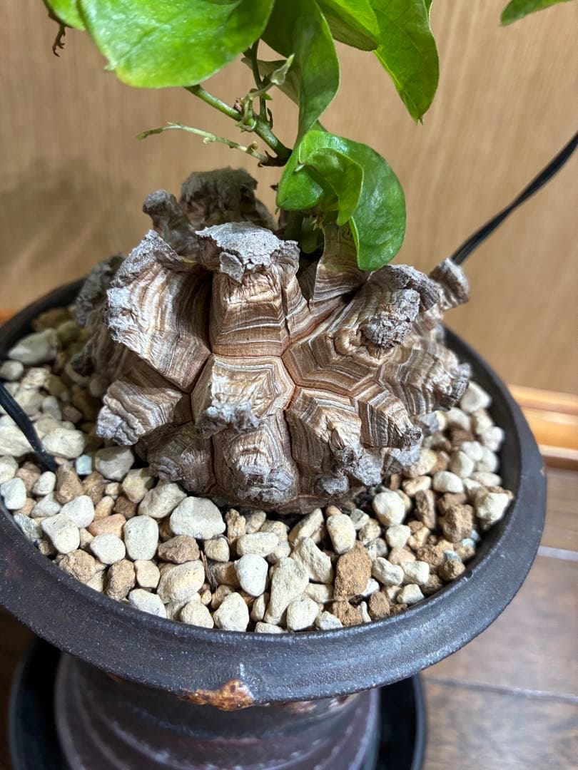 アルビ　美株　亀甲竜