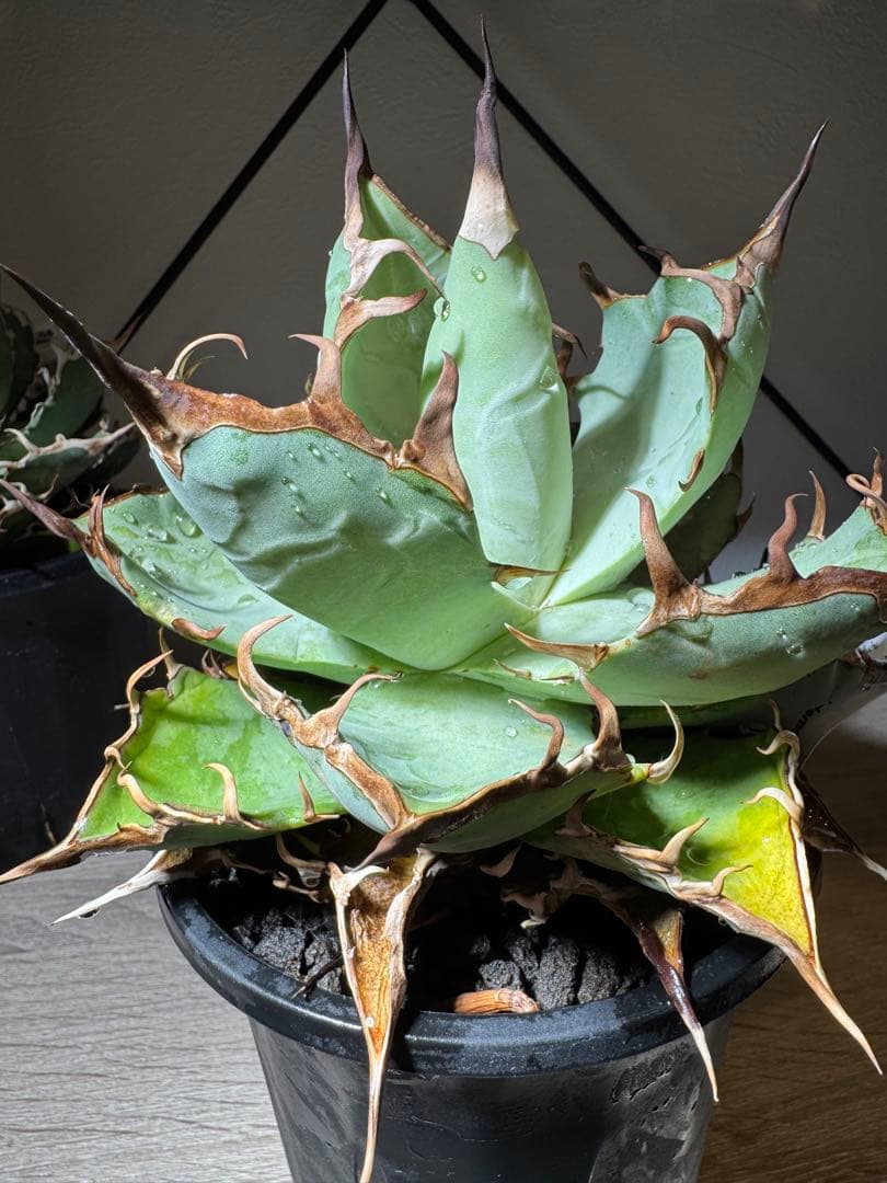 CACTUS GREEN アガベチタノタ　インフェルノ　コレクション株　子株付き