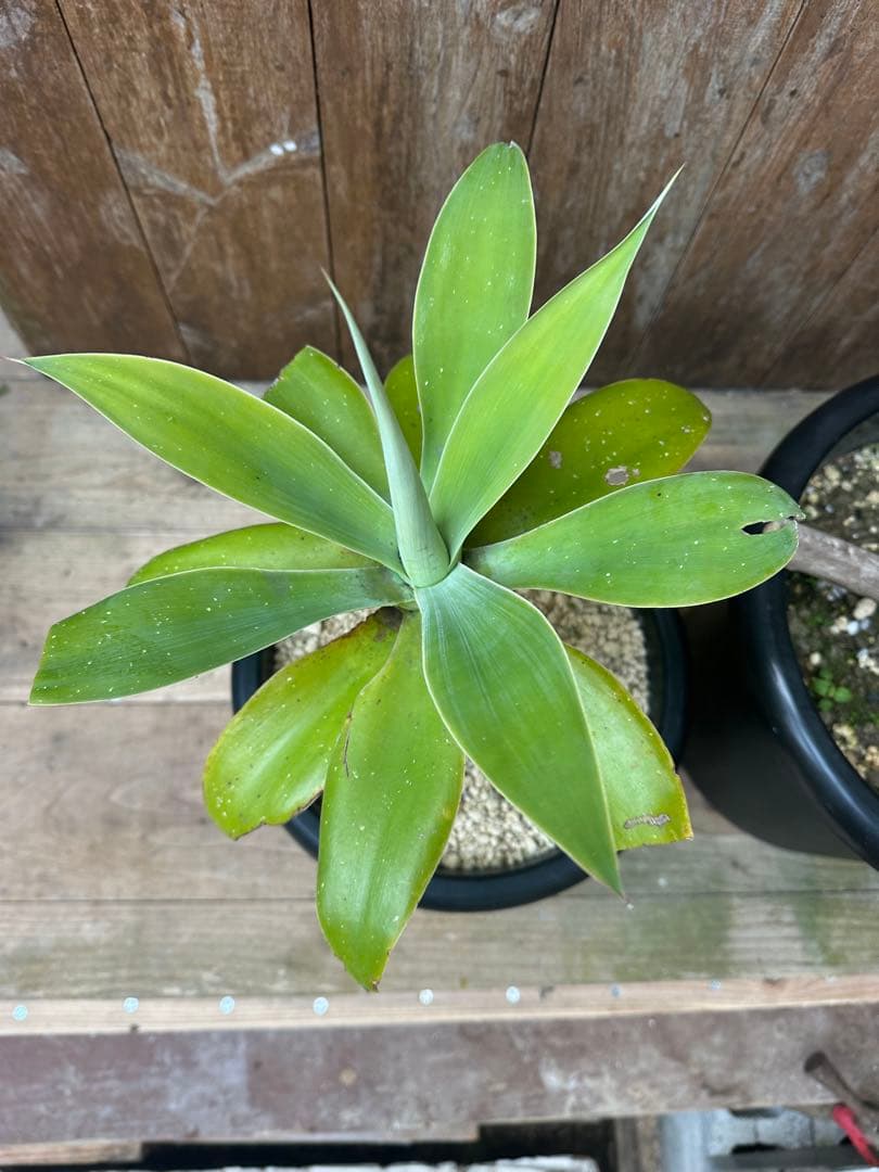 アガベアテナータ　2株セット