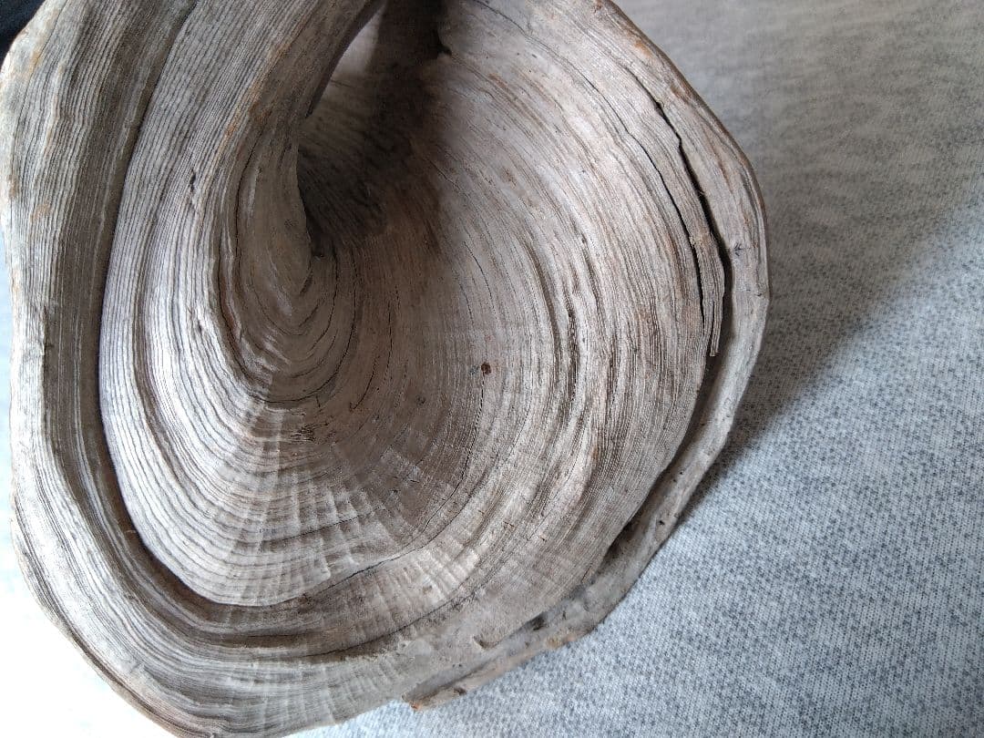 ★大幅値下げしました★真柏の枯れ木(カレボク) 盆栽の枯れ木④　神