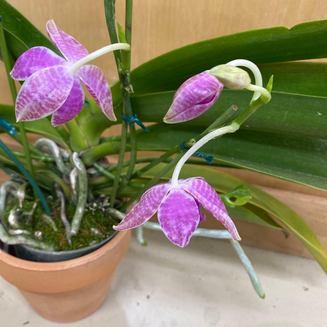 開花　蕾あり　胡蝶蘭原種　ファレノプシス　ルデマニアナ　洋蘭