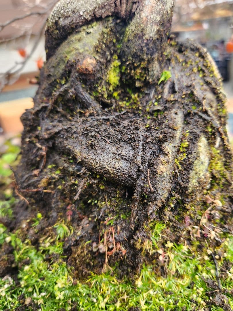 ローヤ柿　中品盆栽