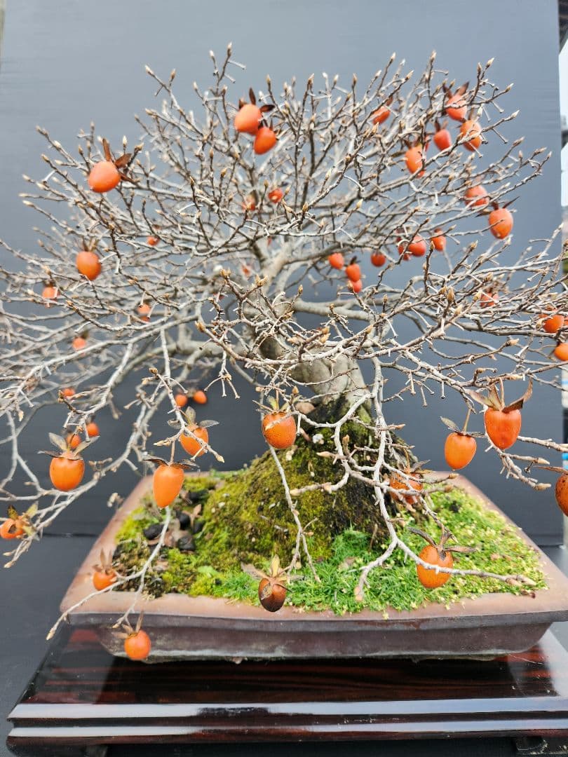 ローヤ柿　中品盆栽