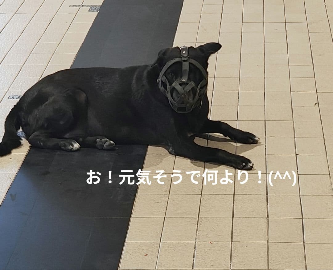 プラクルアンを鑑定する魔法のルーペ！なんとハンドメイド品！プラピッタ効果付！