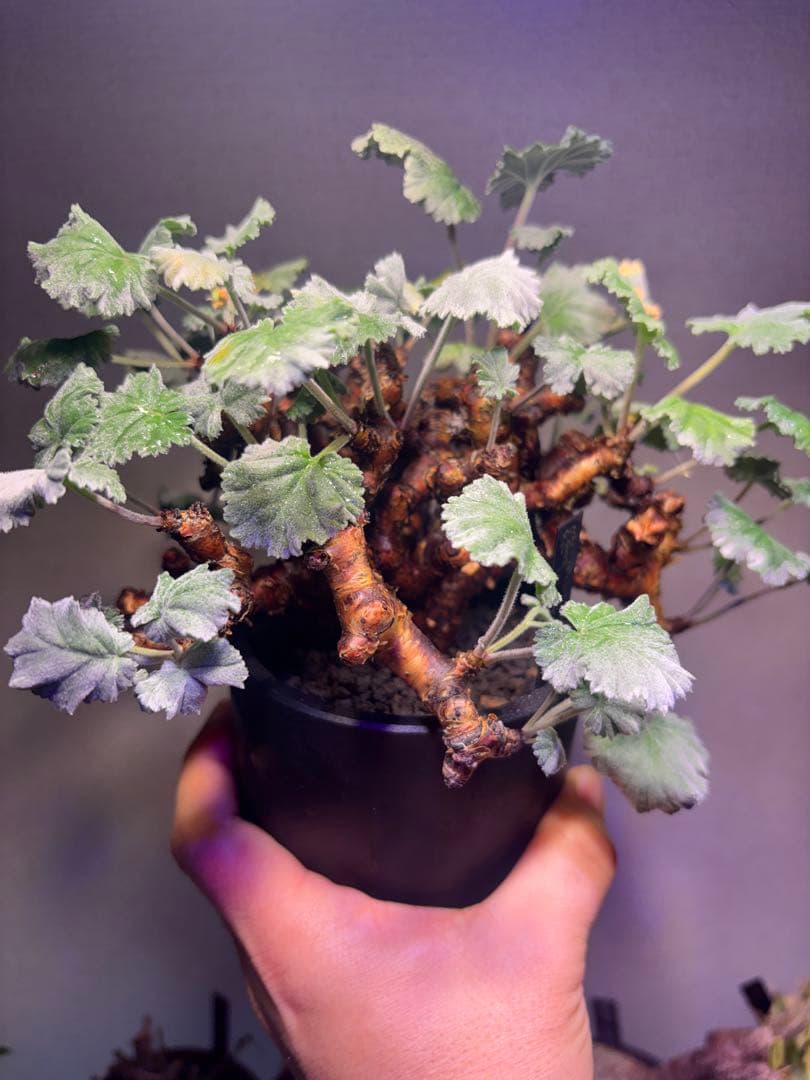 ペラルゴニウム　ミラビレ　発根済み