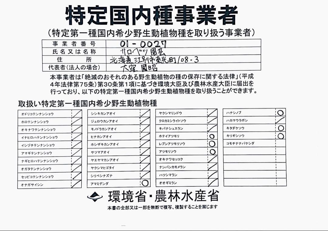 K12 厚岸ホテイアツモリソウ
