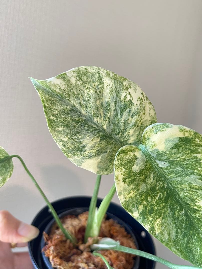 Monstera Legacy モンステラ　レガシー　斑入り