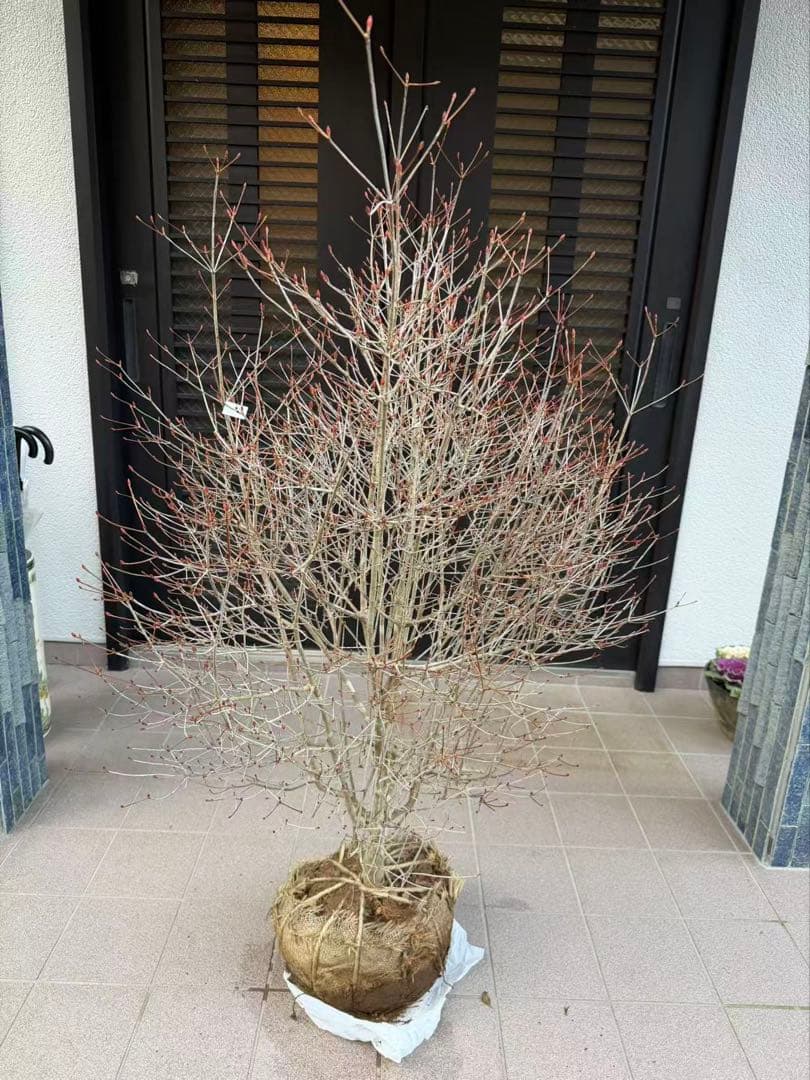 ドウダンツツジ苗木　特大株