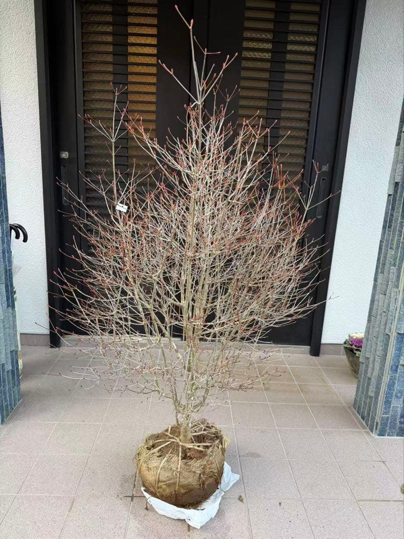 ドウダンツツジ苗木　特大株