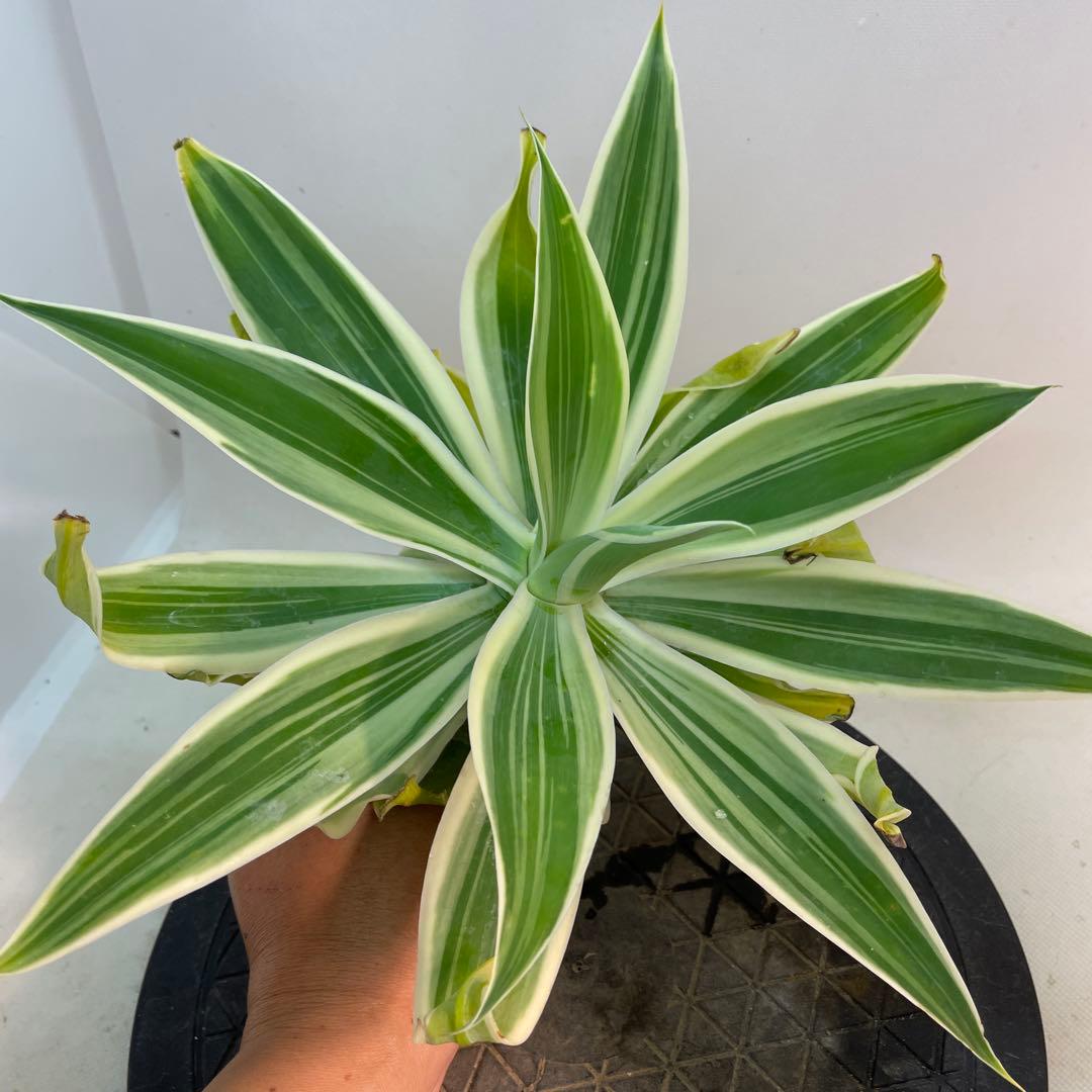 アガベ　アテナータ　streaked US株