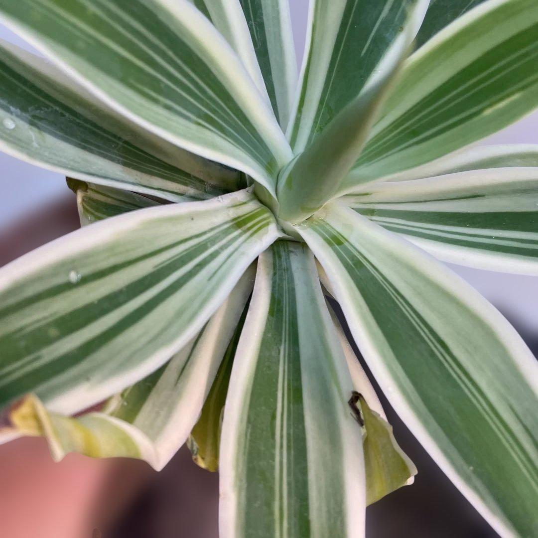 アガベ　アテナータ　streaked US株