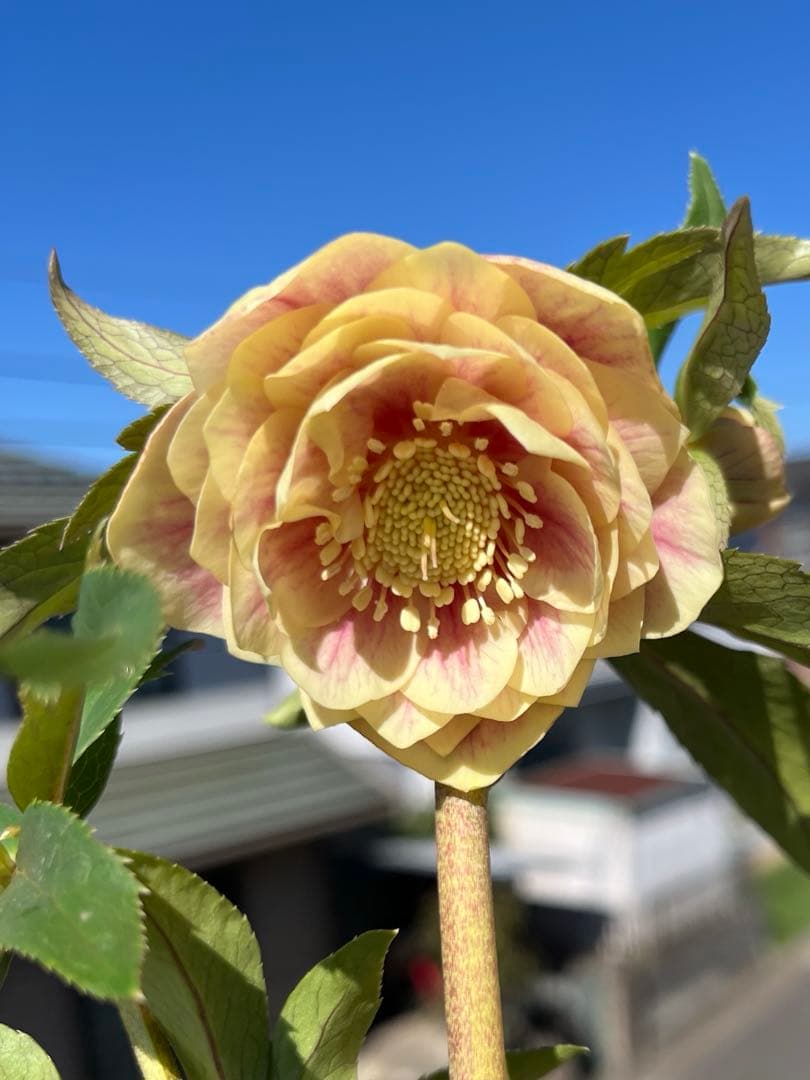 ご予約品　その2