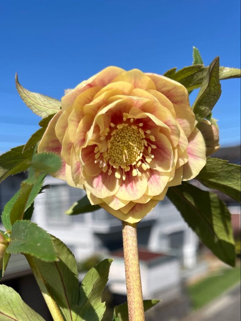 ご予約品　その2