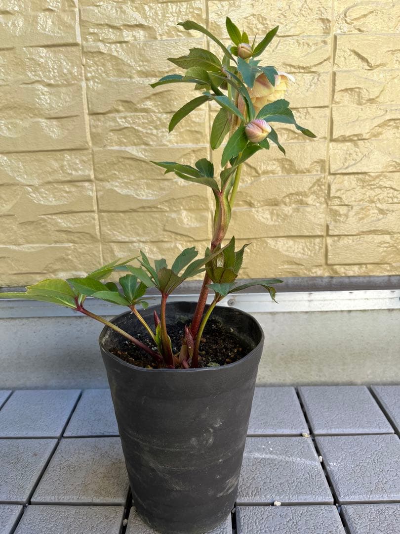 ご予約品　その2