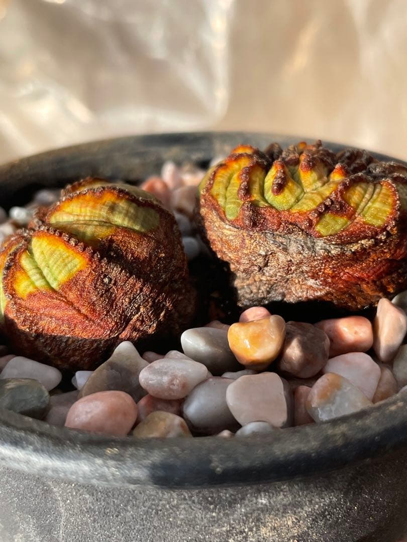 た*く様 オベサ綴化つき 極オールド ダブルヘッド