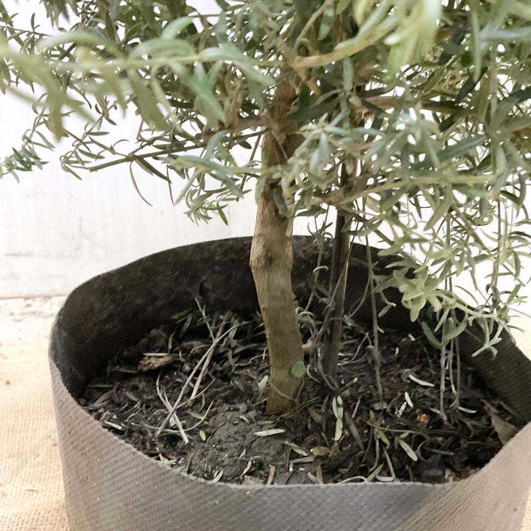 ウエストリンギア/ 937