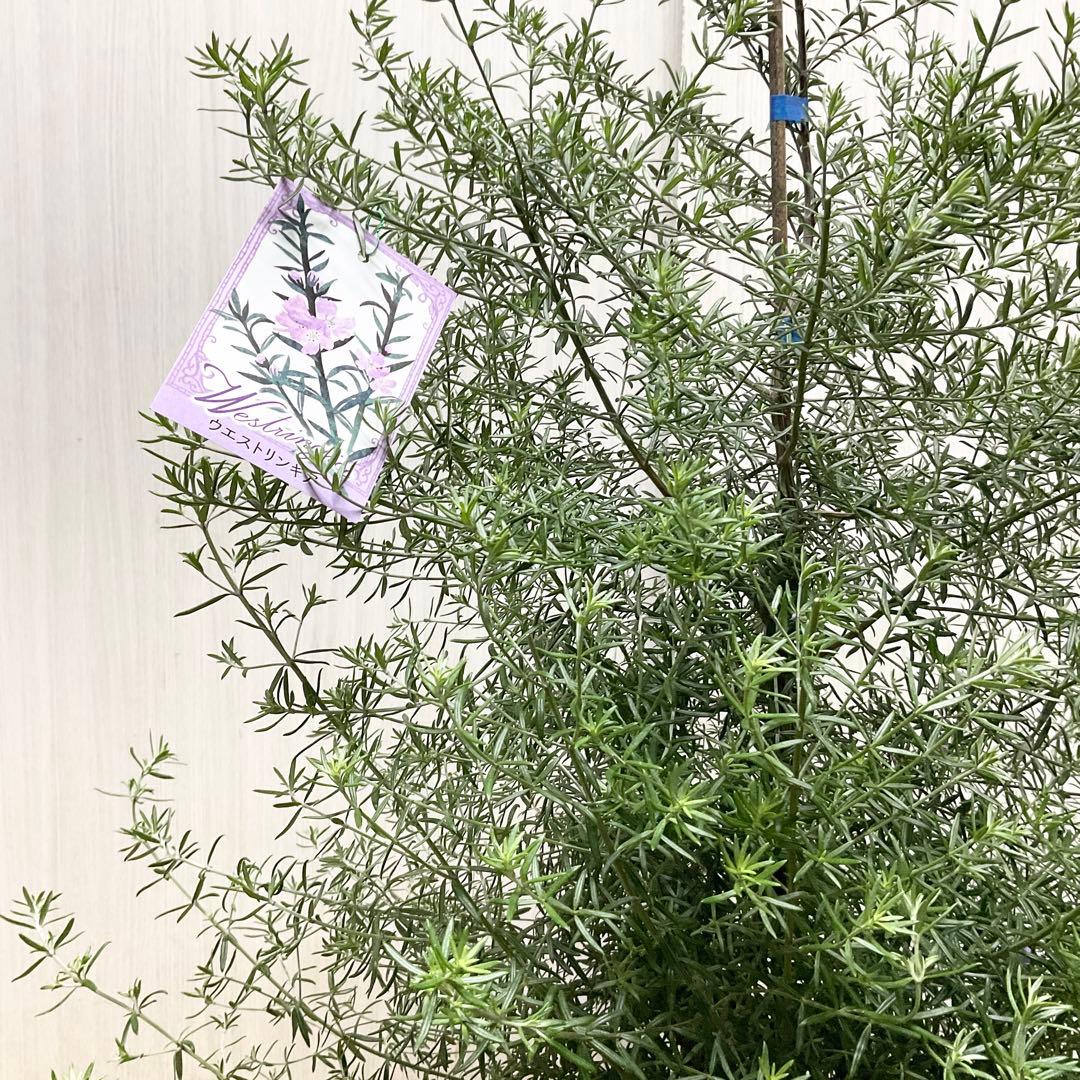 ウエストリンギア/ 937