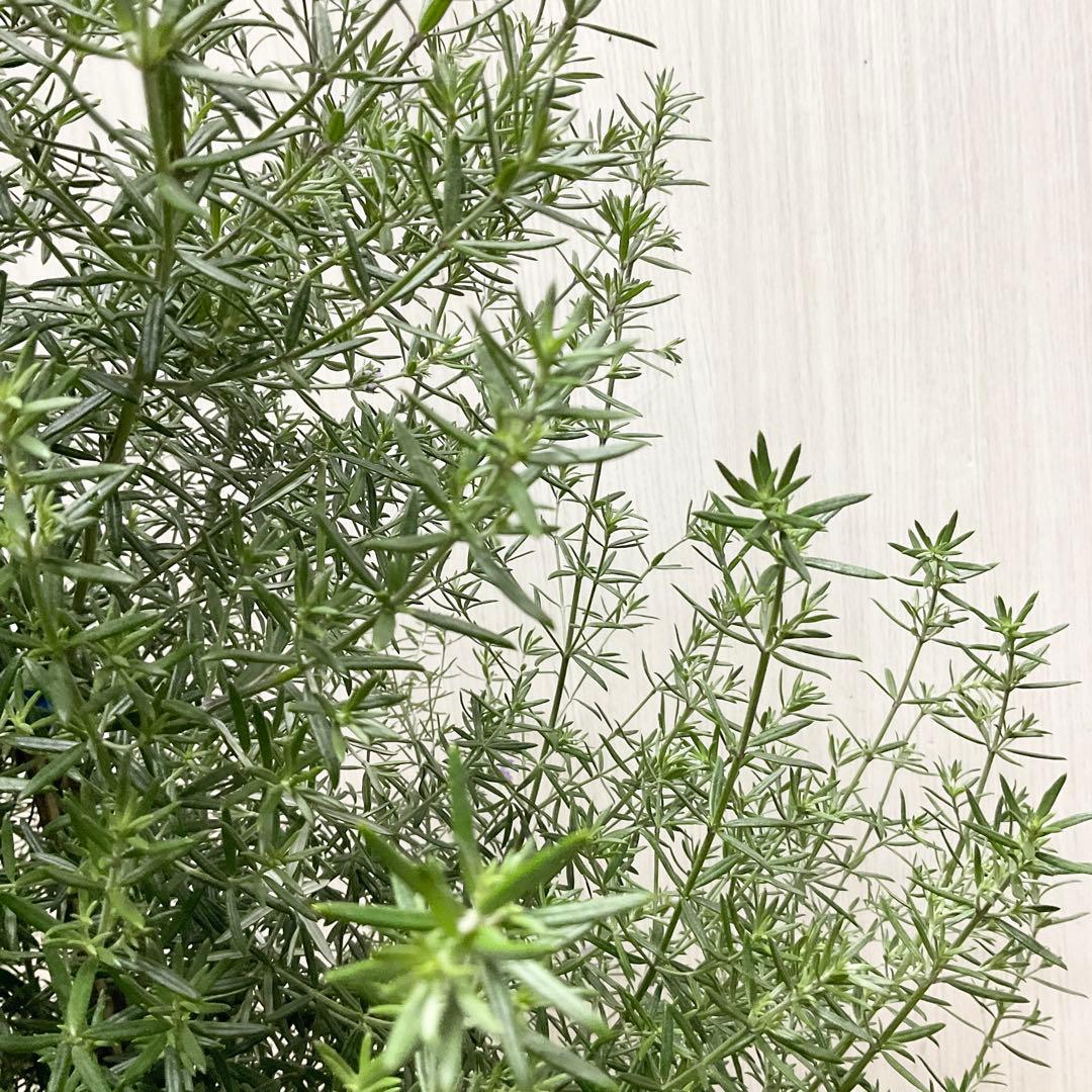 ウエストリンギア/ 937