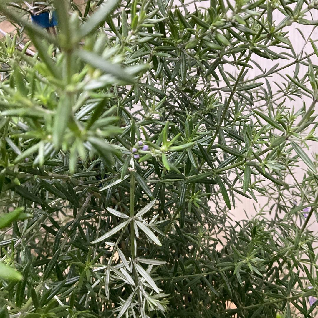 ウエストリンギア/ 937