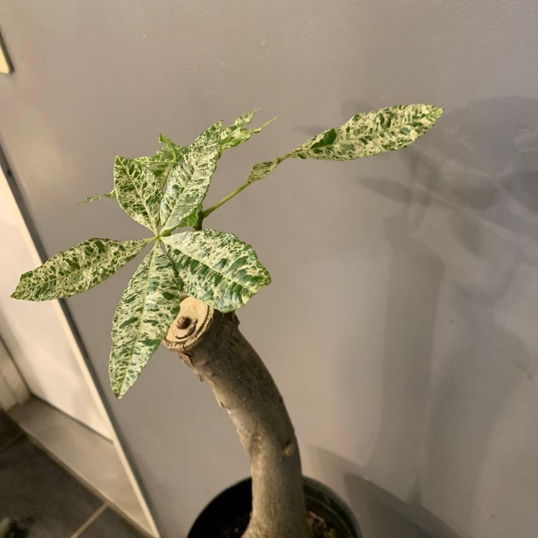 パキラ ミルキーウェイ 14