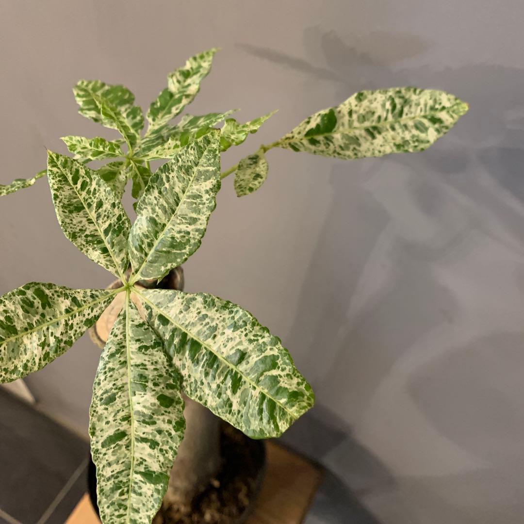 パキラ ミルキーウェイ 14