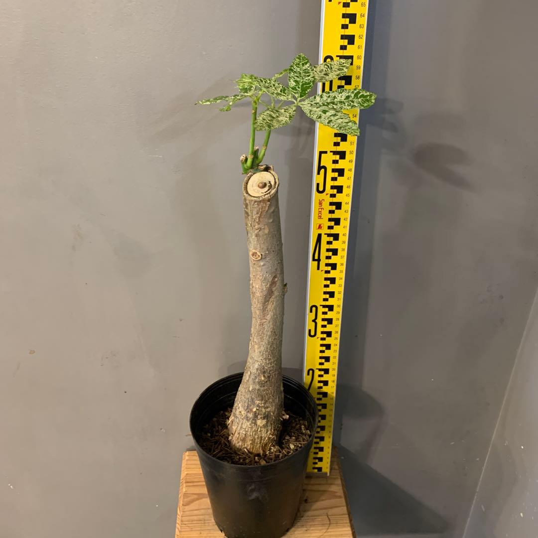 パキラ ミルキーウェイ 14