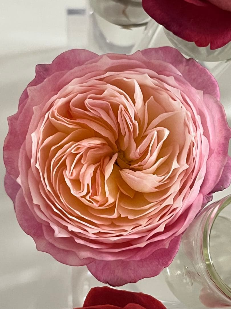 バラ苗 四季咲き　強香　育てやすい挿し木苗 コンスタンス　大苗