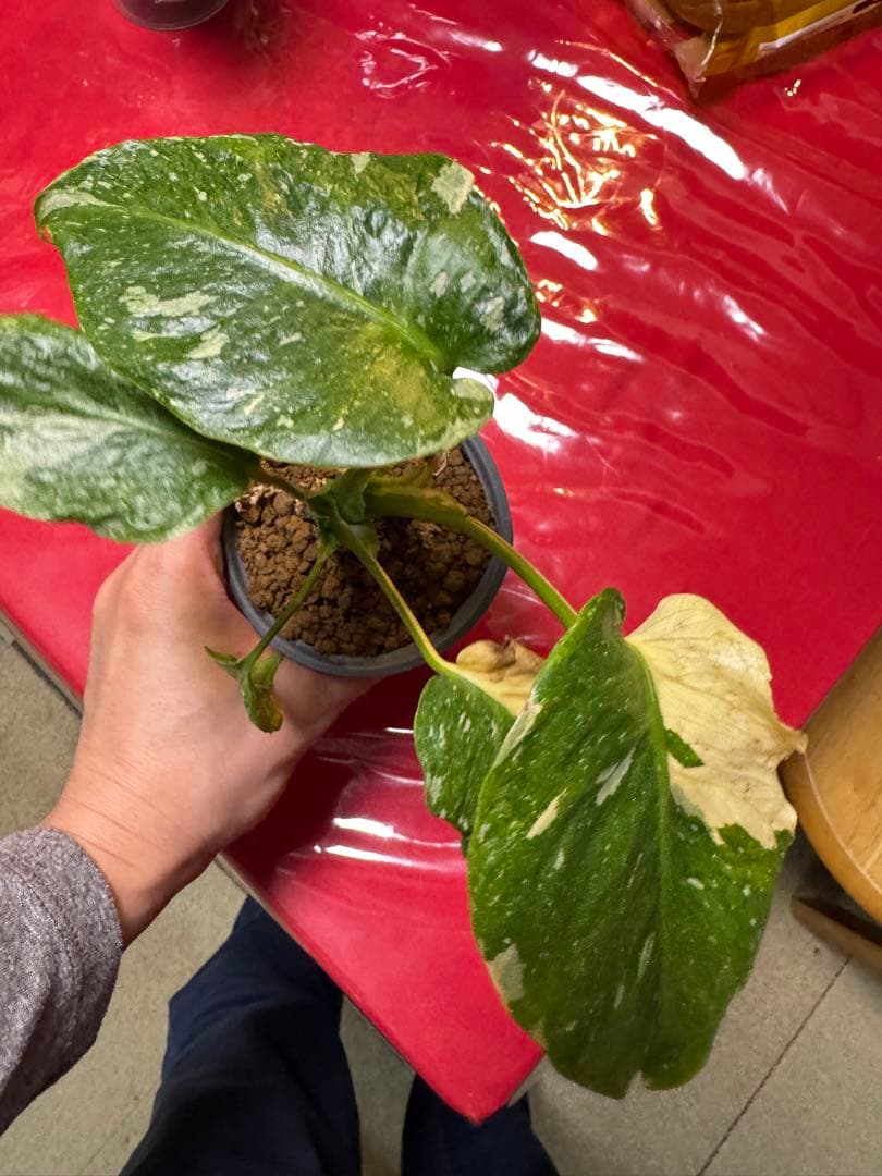 希少斑入り本物　モンステラ　デリシオーサ グリーンオングリーン　ミューテーション